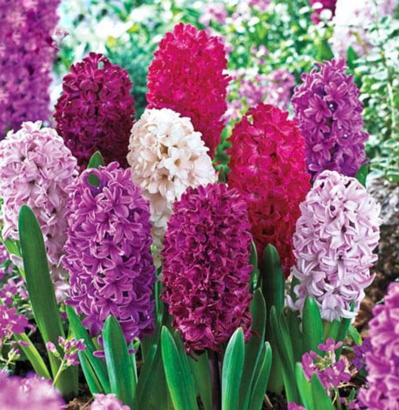 Monet Hyacinth Mixture spring bulbs to plant in fall