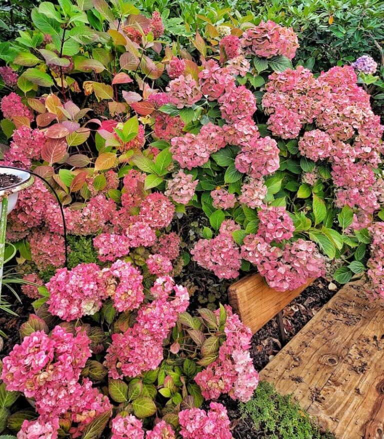 What's Blooming in My Pacific Northwest Fall Season Garden Shiplap and Shells