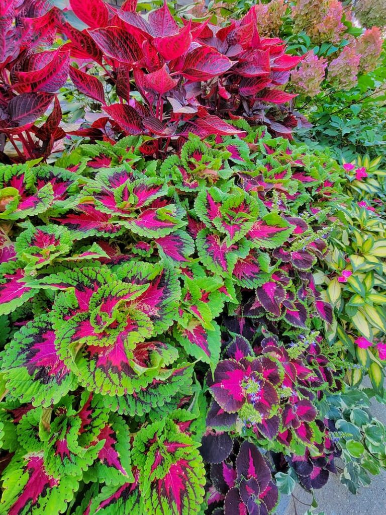plants for fall planters: coleus plants for fall