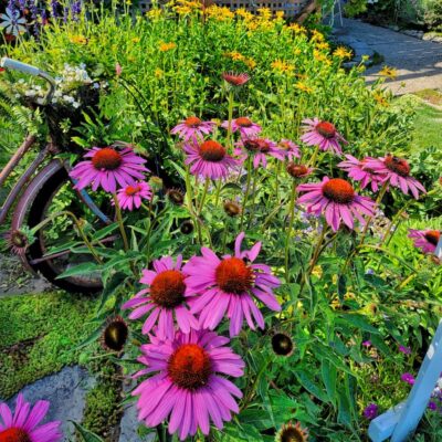 10 Perfectly Wonderful Perennials Plants For a Low-Maintenance Garden