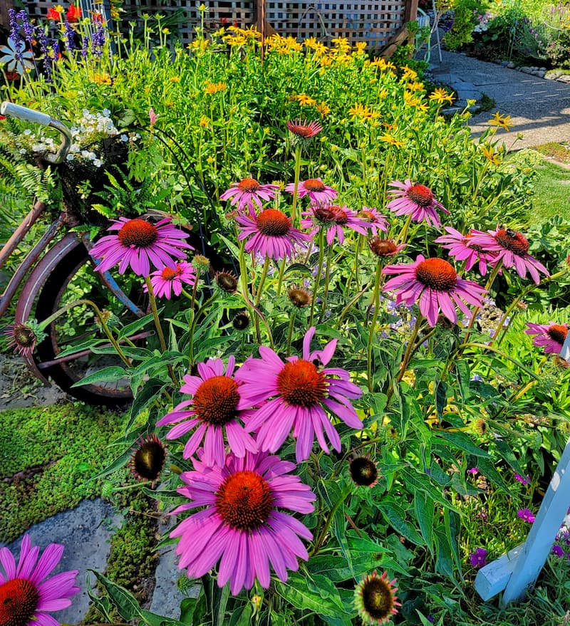 coneflowers in fall cottage garden