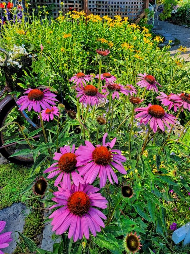 Beginner’s Guide to Maintaining Your Garden