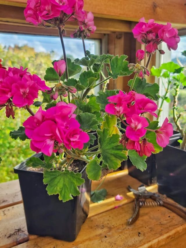 overwintering geraniums 1 SQ