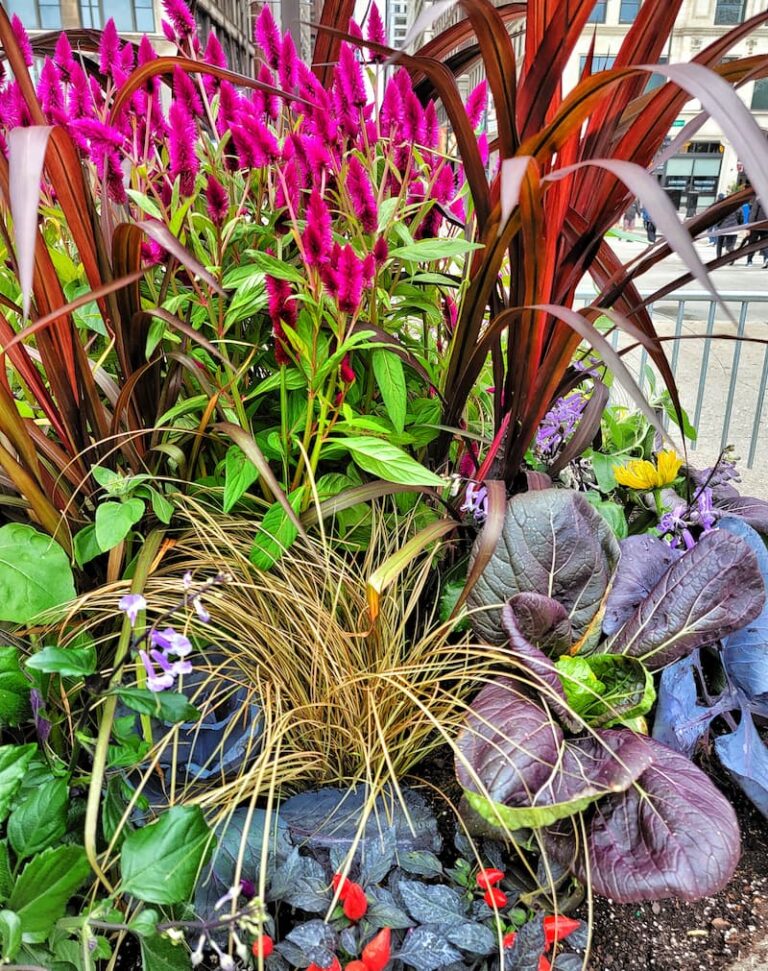 12 Best Plants for Fall Planters and Container Gardens Shiplap and Shells