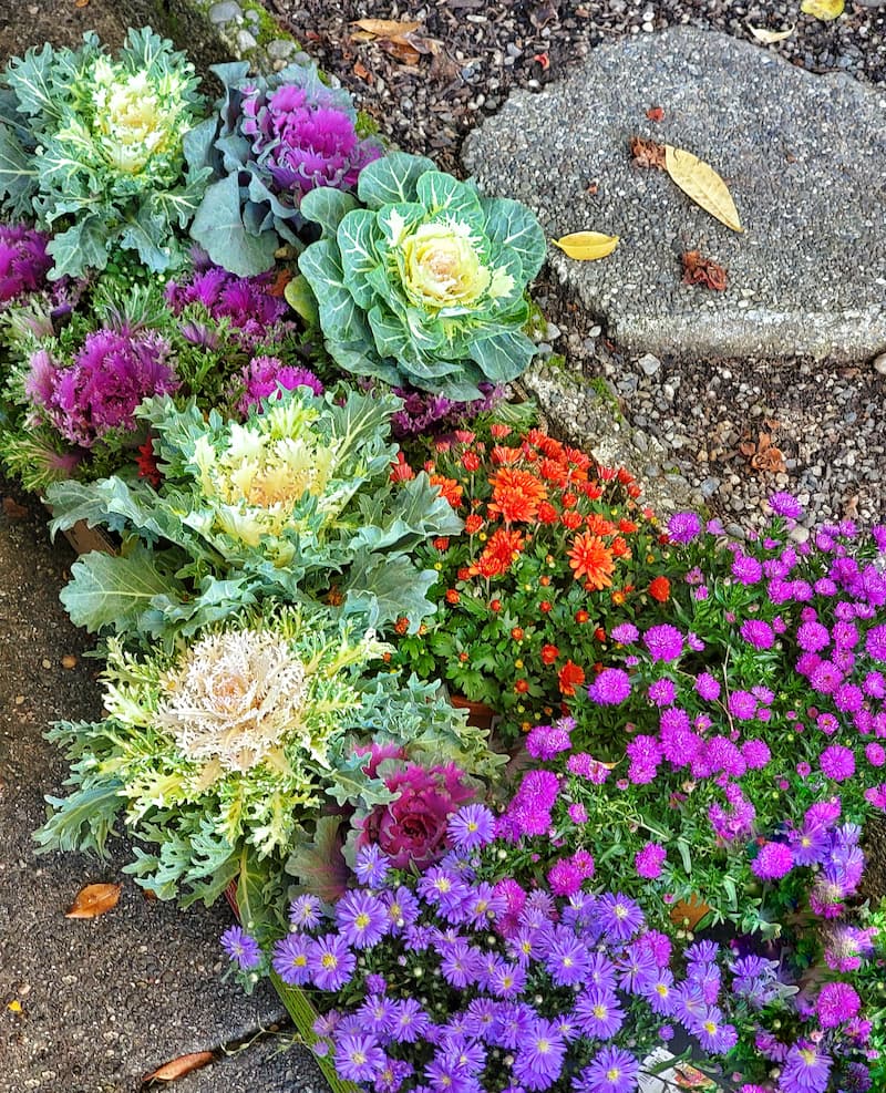 preparing your garden for fall:  fall mums and ornamental cabbage and kale