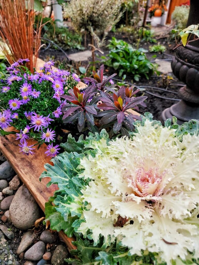 fall flowers with cabbage