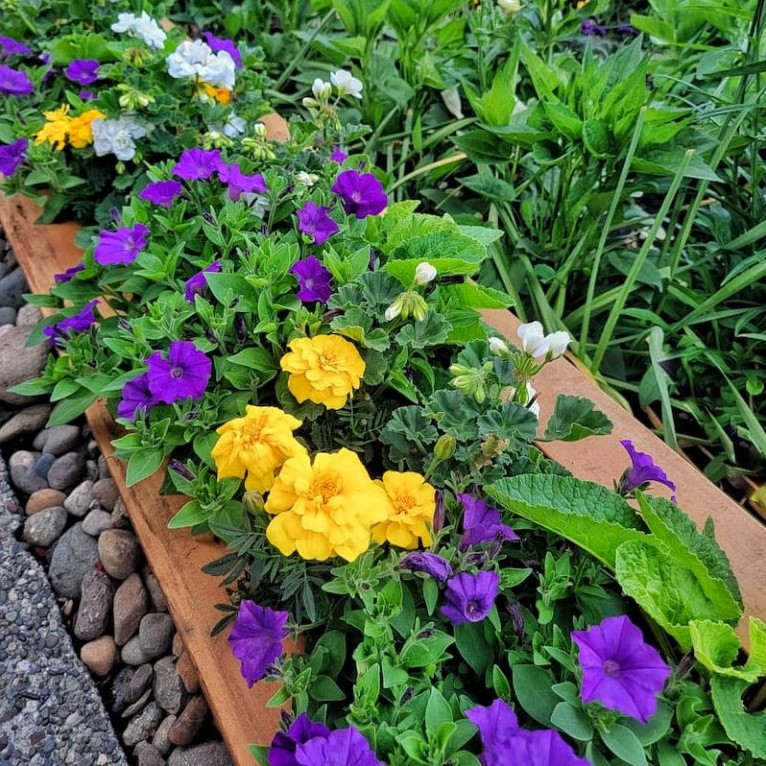 purple petunias and yellow marigolds in wooden planter