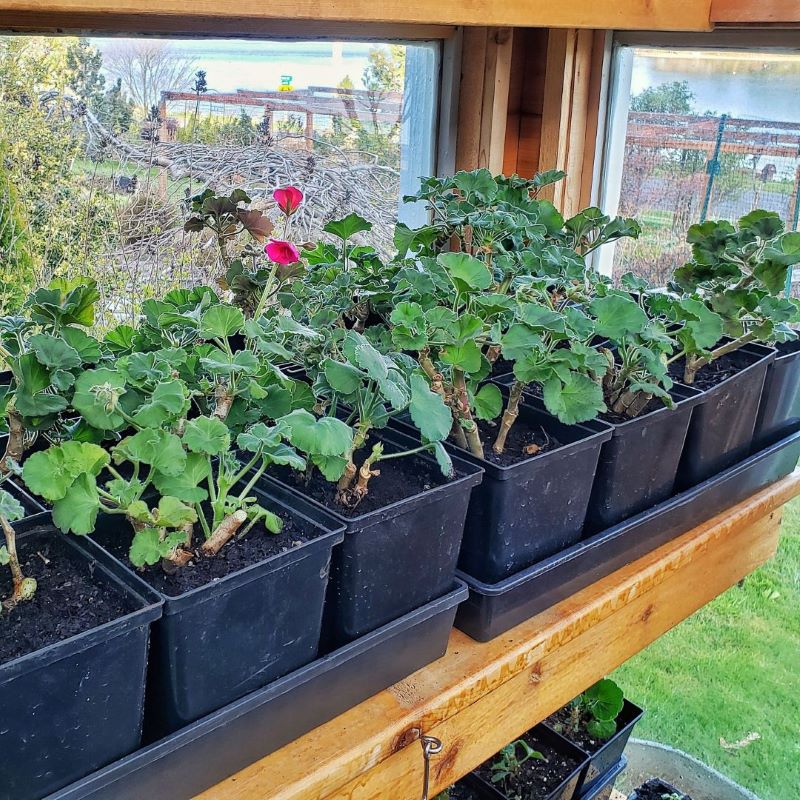overwintering geraniums in the greenhouse