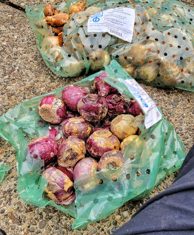 spring bulbs to be planted in fall