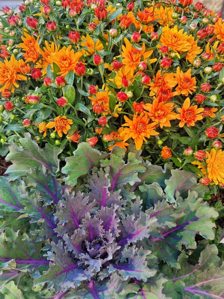 plants for fall planters: orange mums and ornamental cabbage