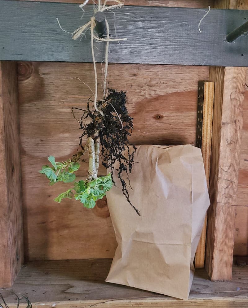 overwintering your geraniums: hanging geraniums upside down