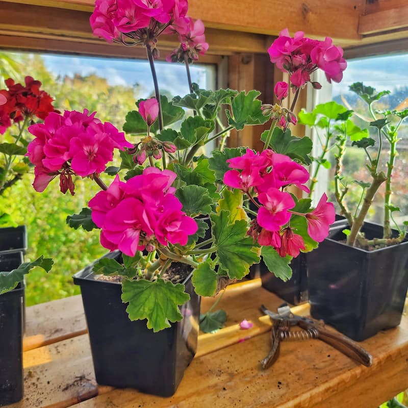 geraniums in a greenhouse