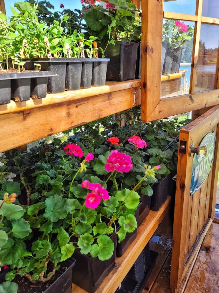 geraniums overwintering in the greenhouse