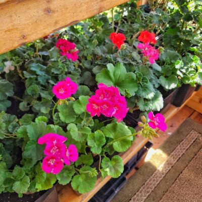 How to Start Geraniums From Cuttings