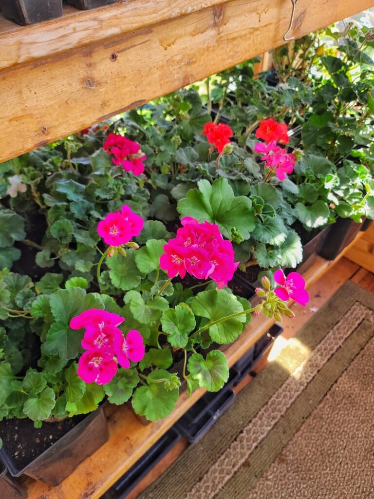 How To Overwinter Geraniums In Wisconsin 4 Easy Options for Overwintering Your Geraniums - Shiplap and Shells