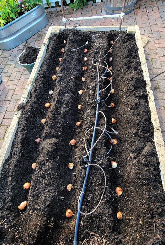 prepare garden for winter: rows of tulip bulbs being planted in raised bed