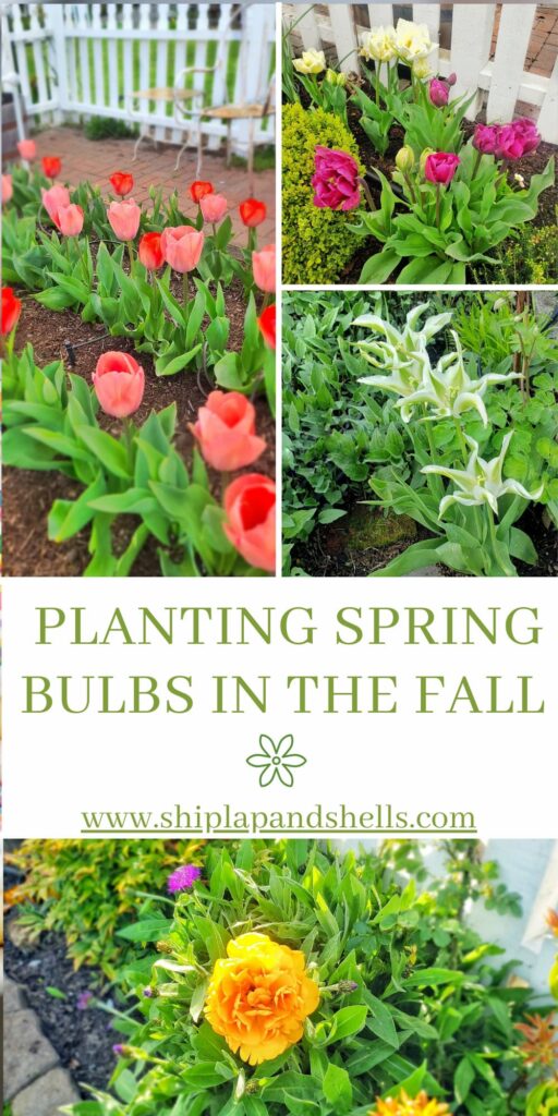 planting spring bulbs in the fall