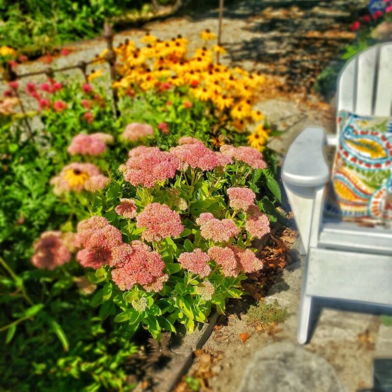 21 Deer Resistant Plants for the Garden Shiplap and Shells