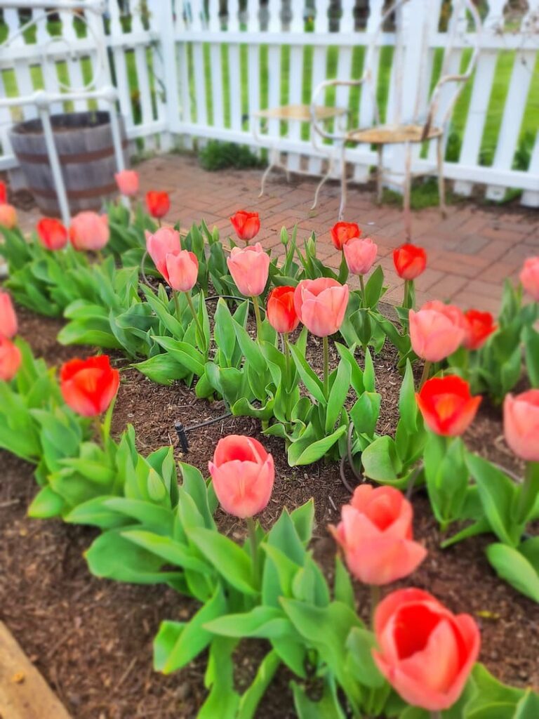 April gardening to dos: tulips growing in raised beds