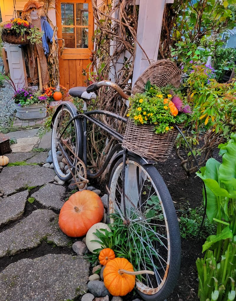 vintage bike with basket of flowers in front of fall greenhouse