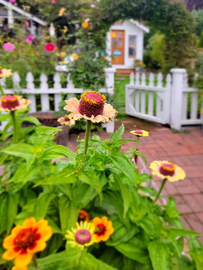 pollinated zinnia blooms