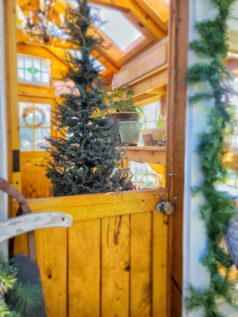 Christmas tree inside greenhouse