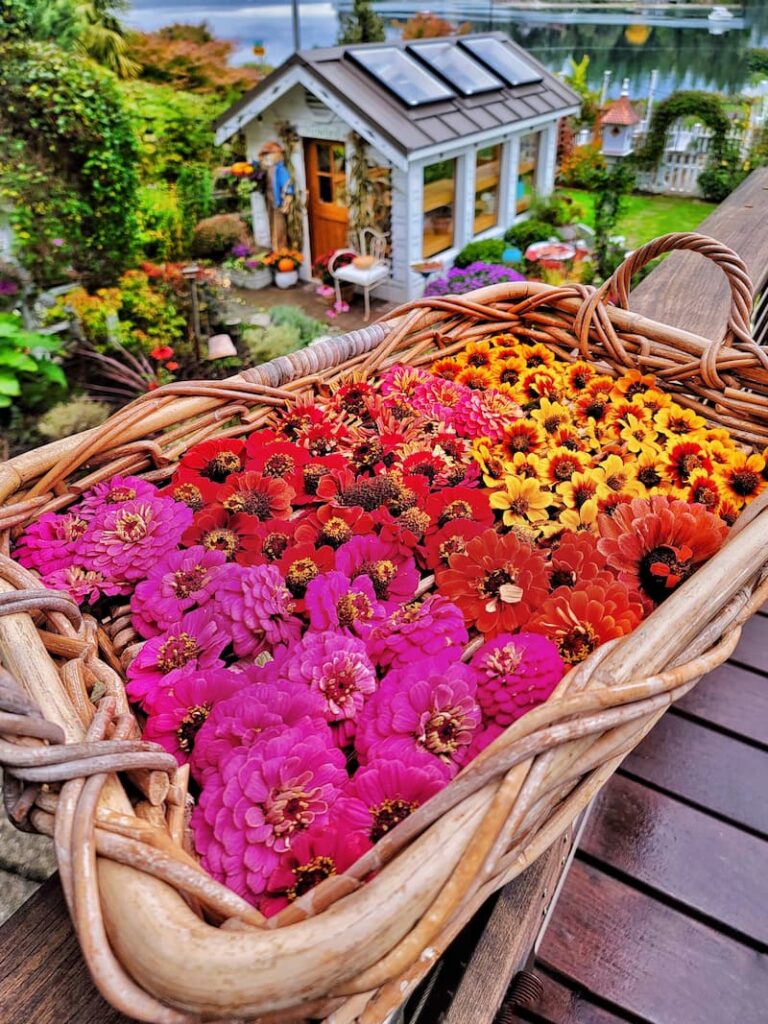 basket full of zinnia flower heads for seed collection