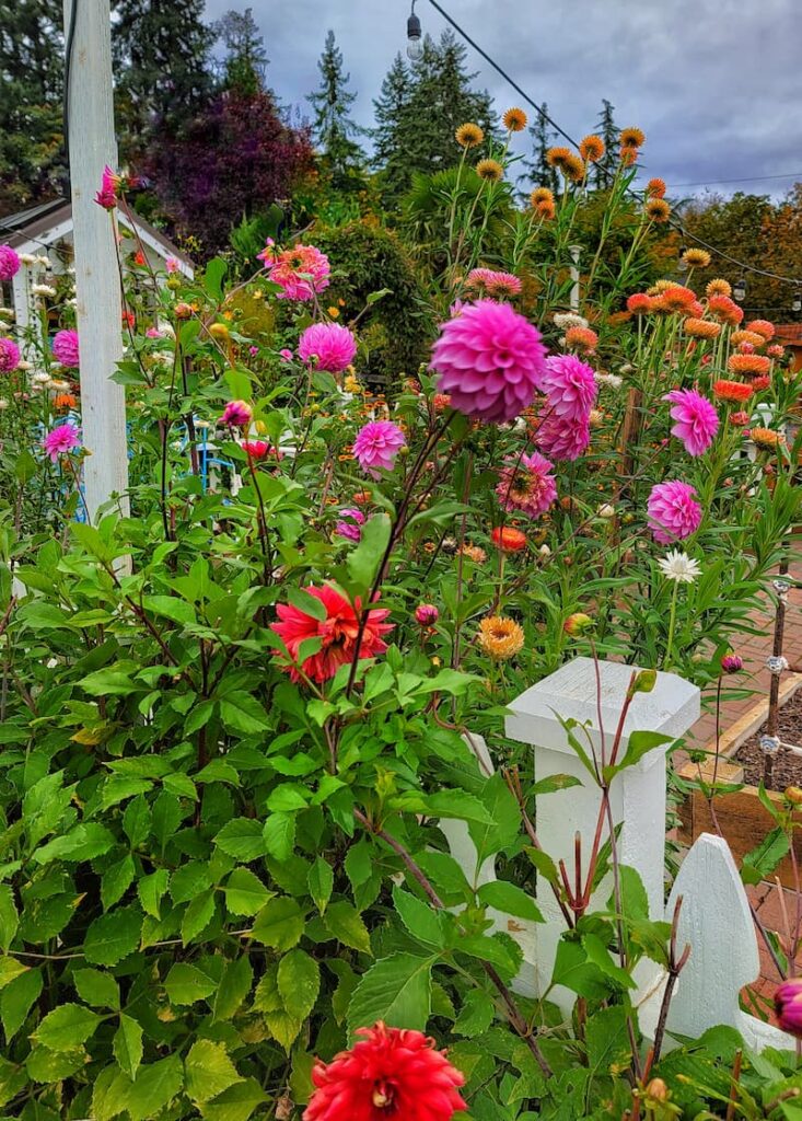 colorful dahlias in fall cottage garden