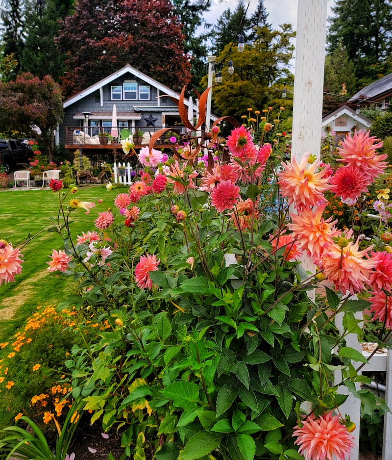 colorful dahlias in cottage garden