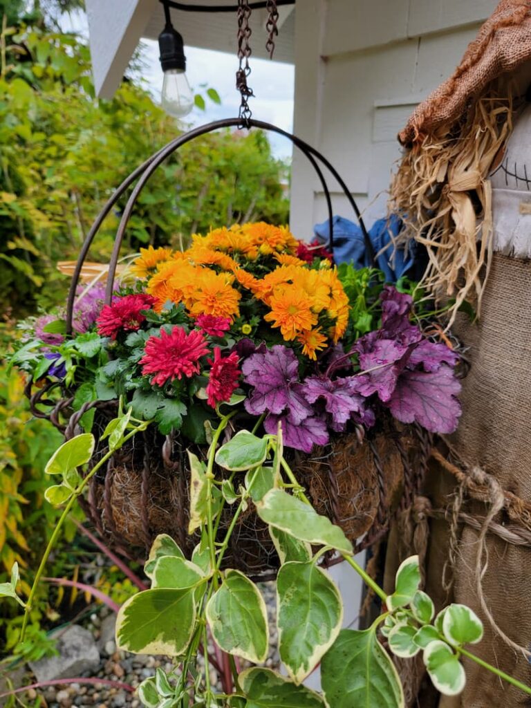 fall mums and plants in hanging basket