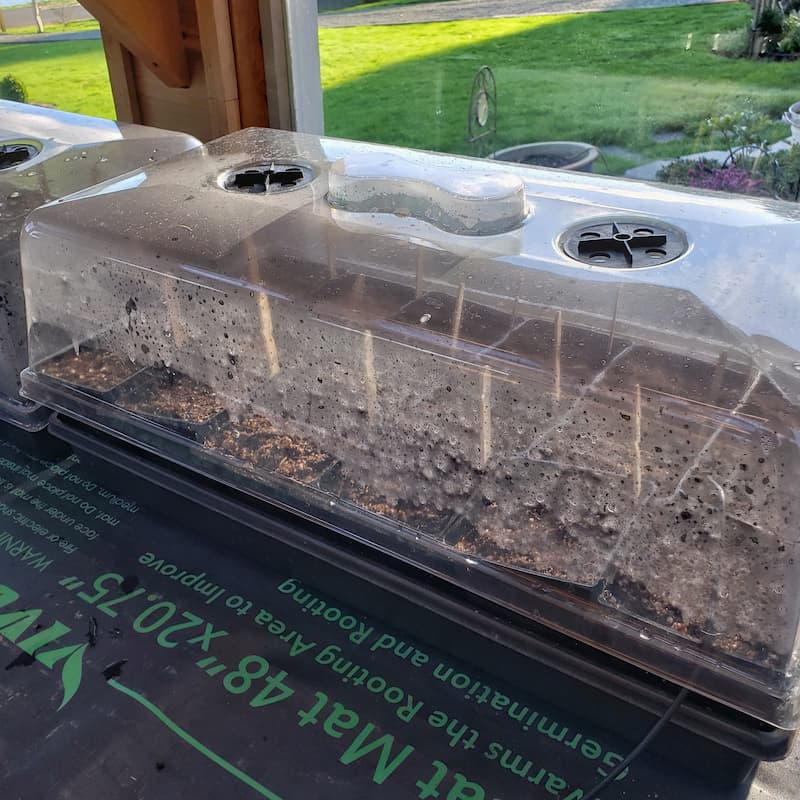 seeds growing on heat pad and covered with plastic dome