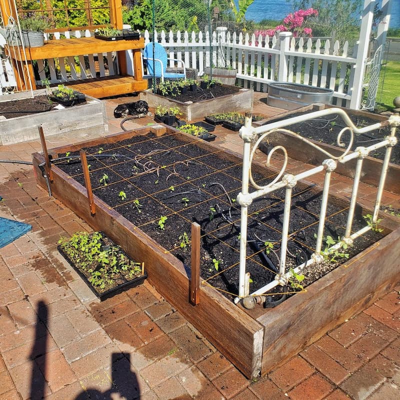 seedlings transplanted in raised beds