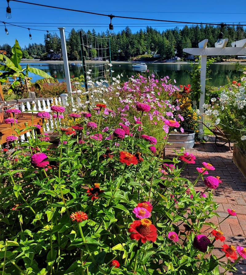 colorful zinnias in raised bed garden