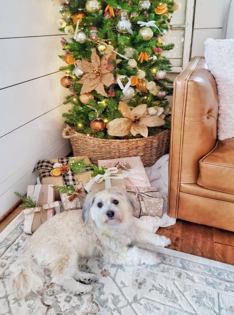 dog under the Christmas tree with wrapped gifts