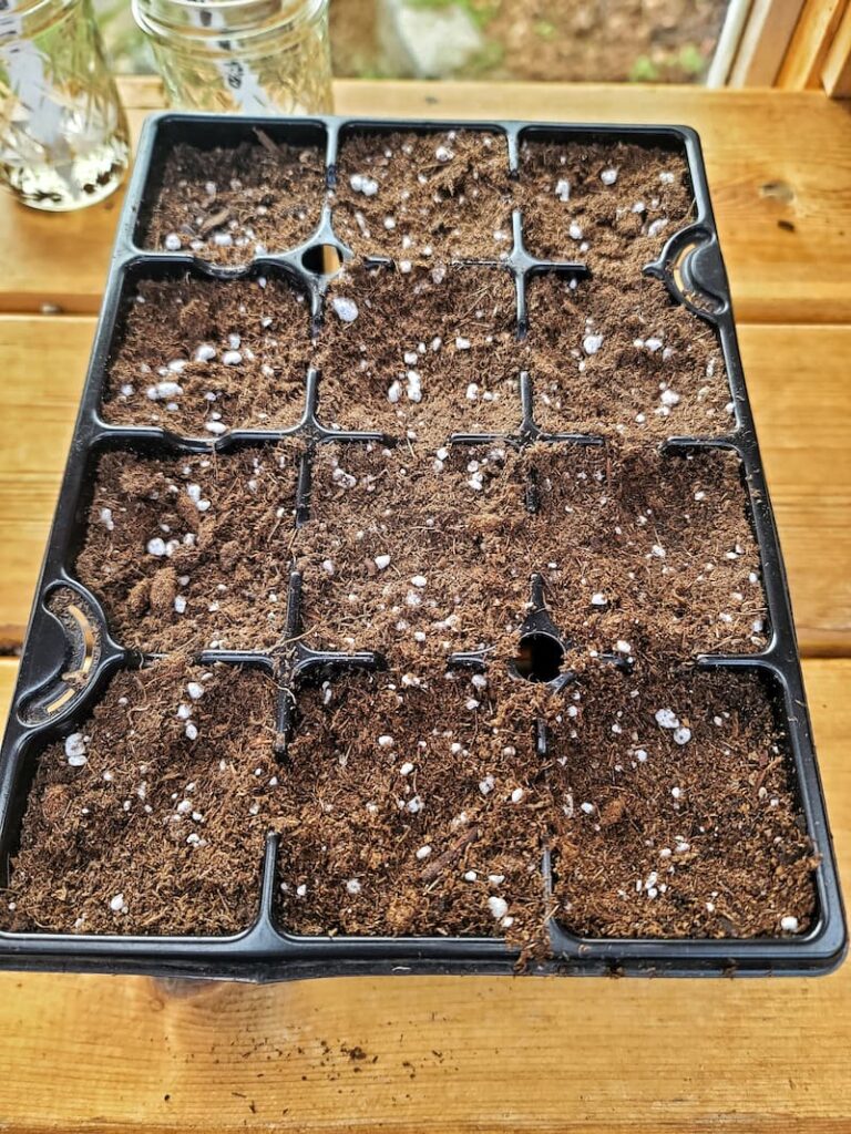 container filled with seed starting mix