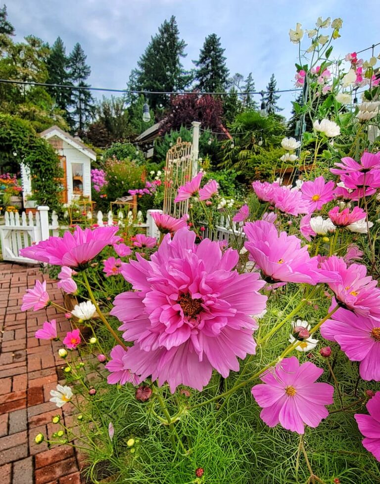 Cut Flower Garden Dos and Don’ts for Beginners - Shiplap and Shells