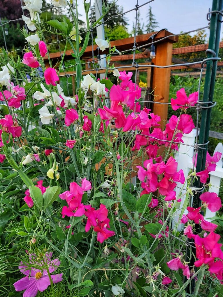 pink and white sweet peas trellis support for flowers
