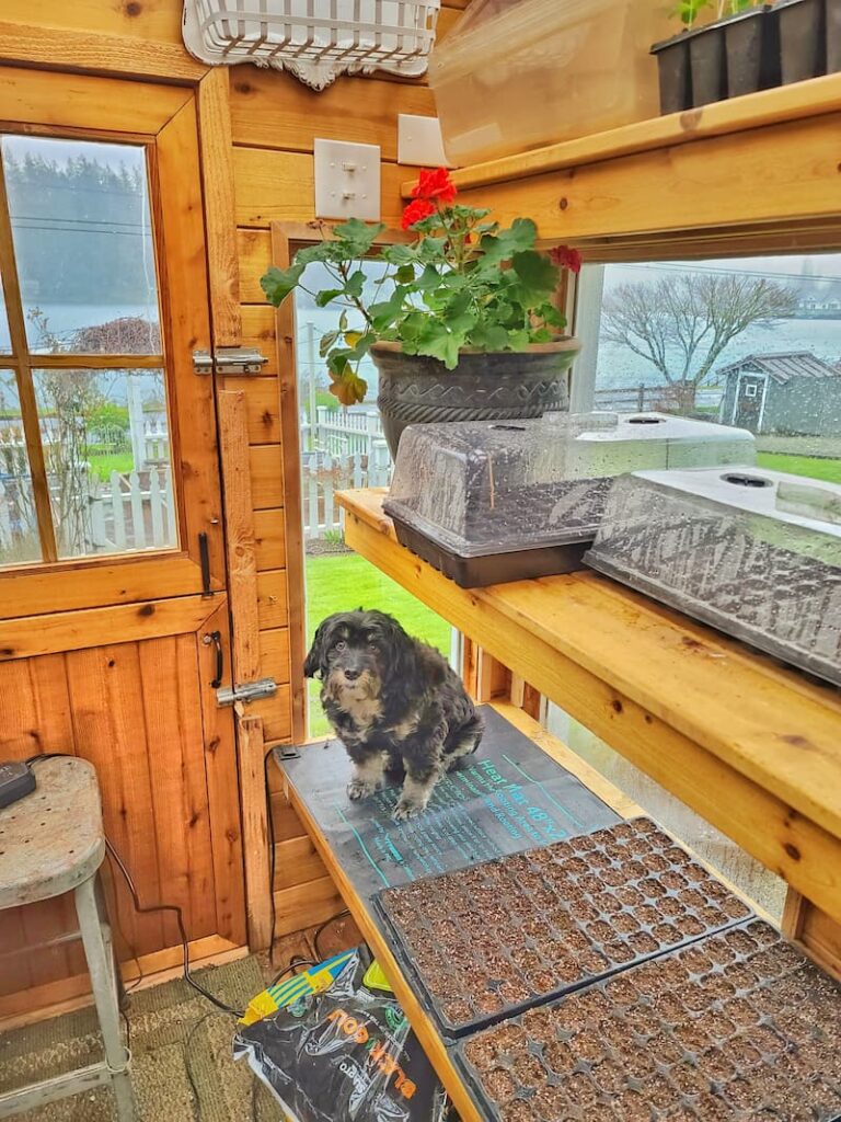 Jax in greenhouse with seedlings