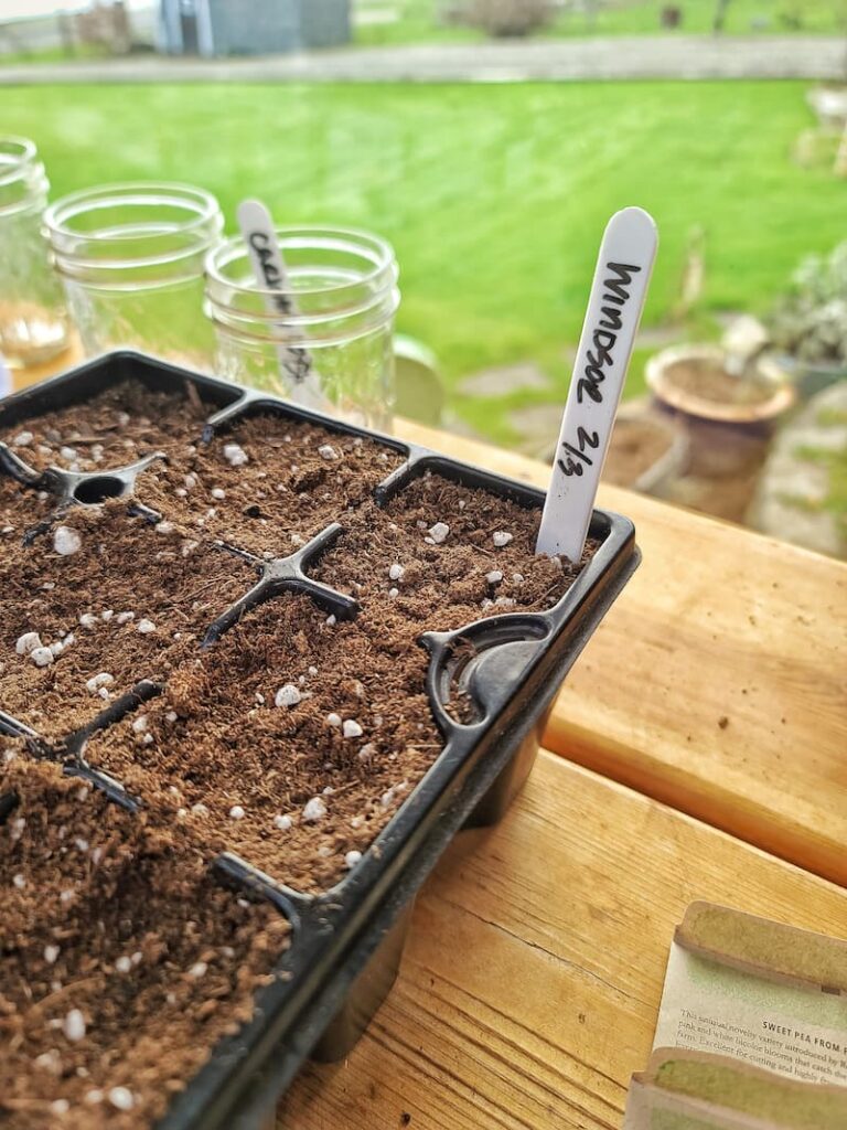 sweet pea seeds in soil