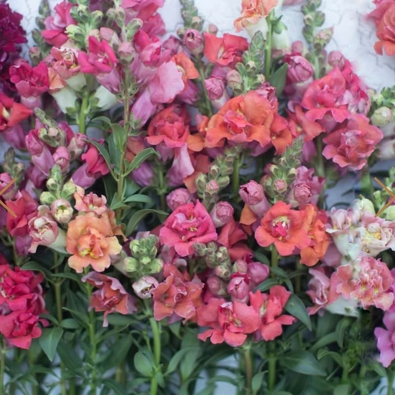 Madame Butterfly Peaches & Cream snapdragons