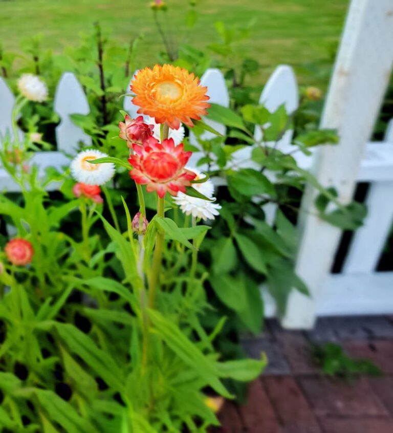 How to Grow Strawflowers For Your Cut Flower Garden From Seed Indoors