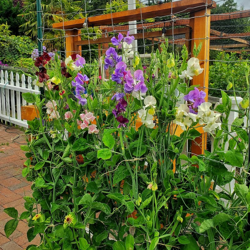 sweet peas in color combination