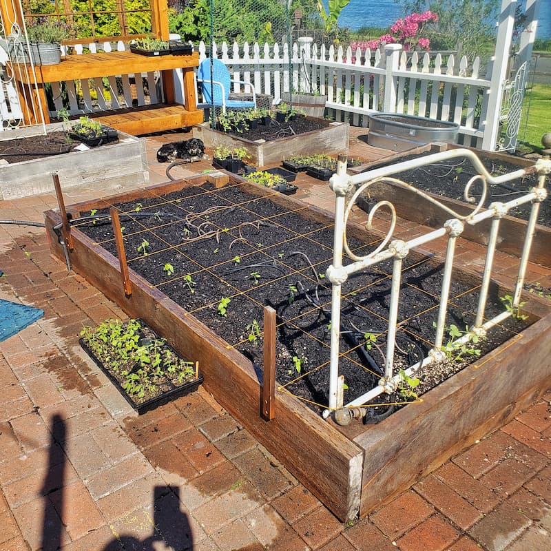 seedlings in raised bed