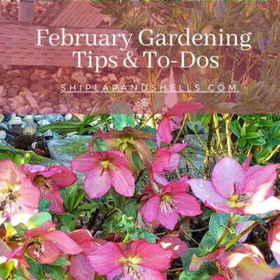 February Gardening Tips and To-Dos for the Pacific Northwest Region