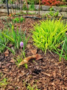Preparing Cut Flower Garden Beds for Spring: Step-by-Step - Shiplap and ...