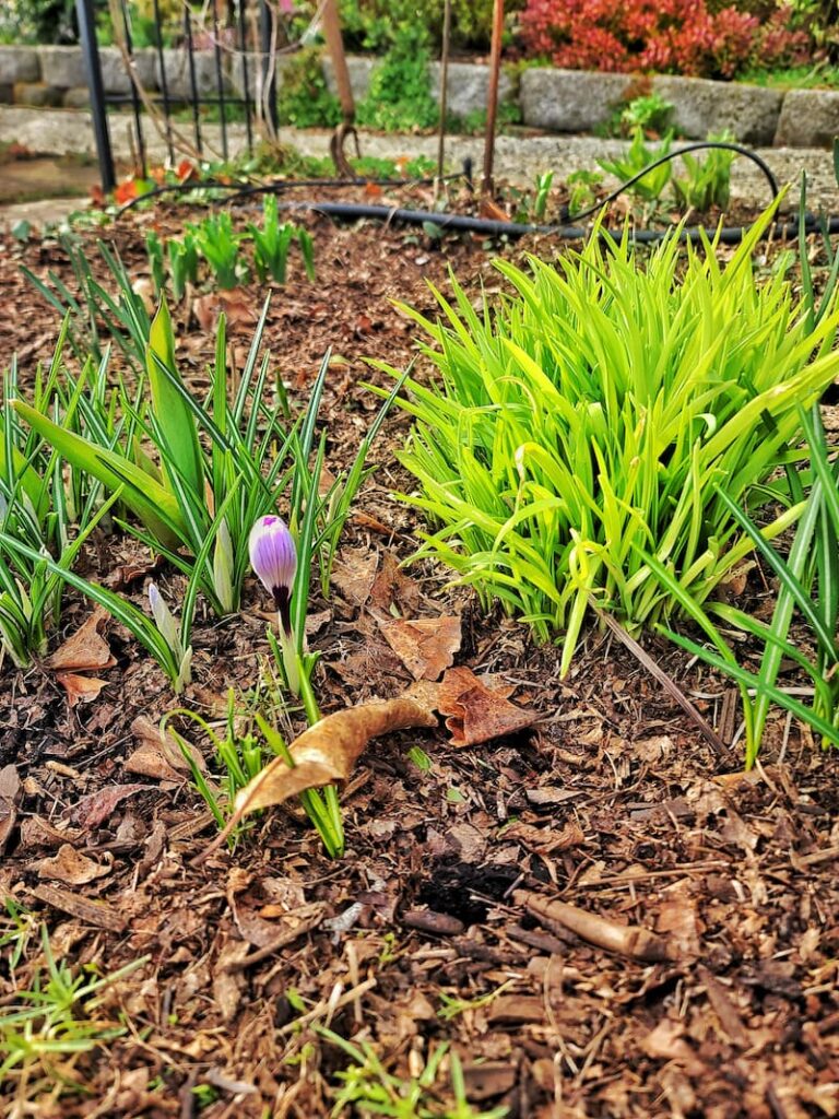 winter garden with daylilies and crocuses: How to prepare a flower bed for spring