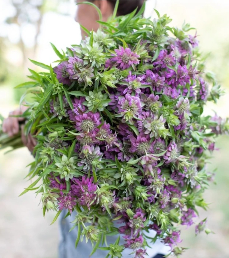 purple bee balm bouquet