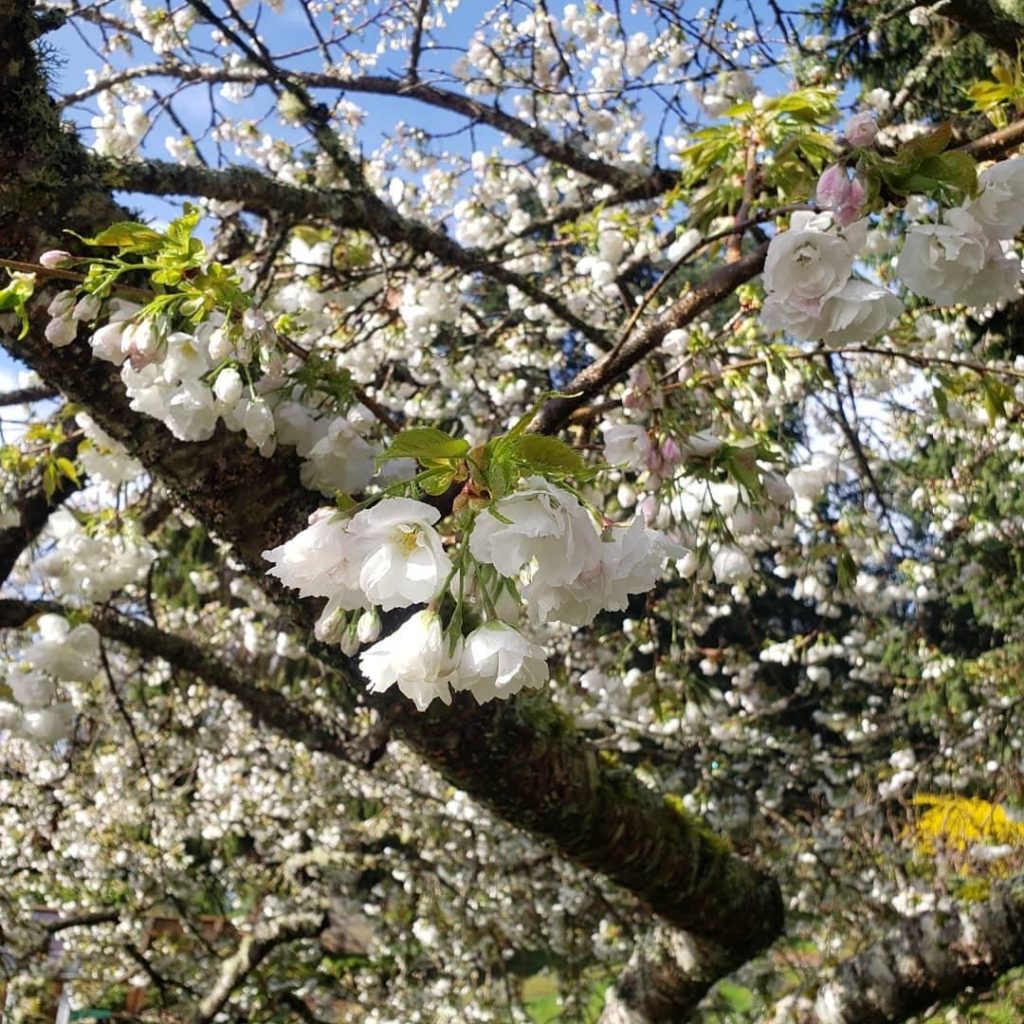 How to Force Flowering Branches to Bloom Indoors - Shiplap and