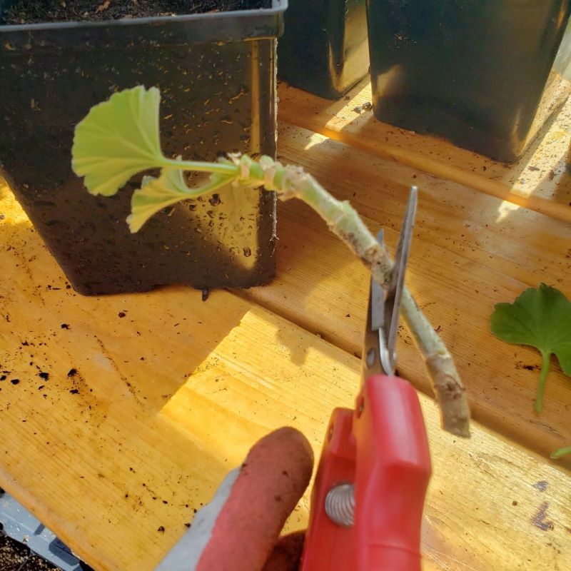 cutting a geranium start