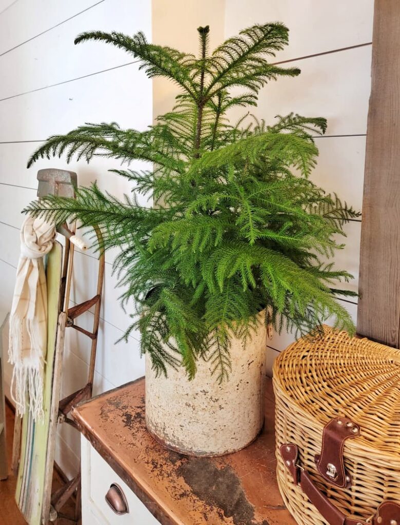 Norfolk pine tree in vintage container